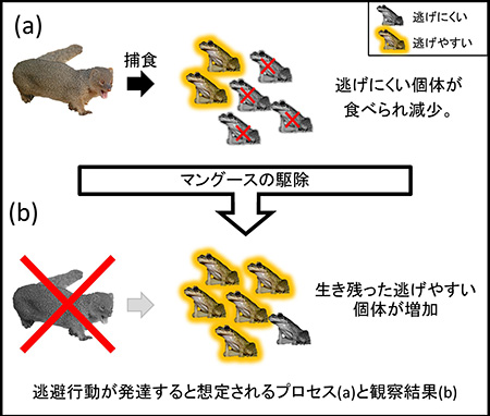 図4.逃避行動が発達すると想定されるプロセスと観察結果