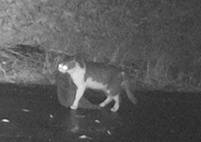(a)アマミノクロウサギを捕獲したネコの写真