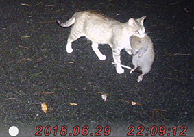 (b)ケナガネズミを捕獲したネコの写真