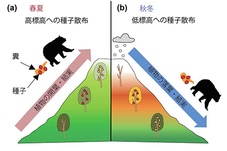図1.左：哺乳類による高標高への種子散布の図。右：低標高への種子散布の図。