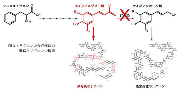 図03:次世代シーケンサーで赤材桑と通常品種のゲノムDNAを解読し示した図