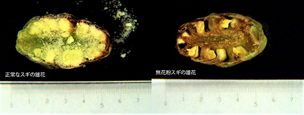 図1 スギの雄花の断面面