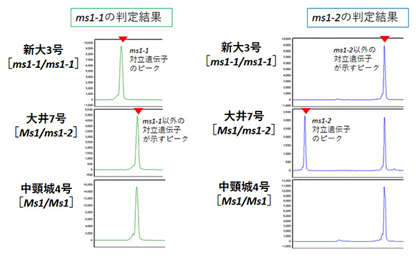 図2 対立遺伝子をDNA解析した結果を示す図