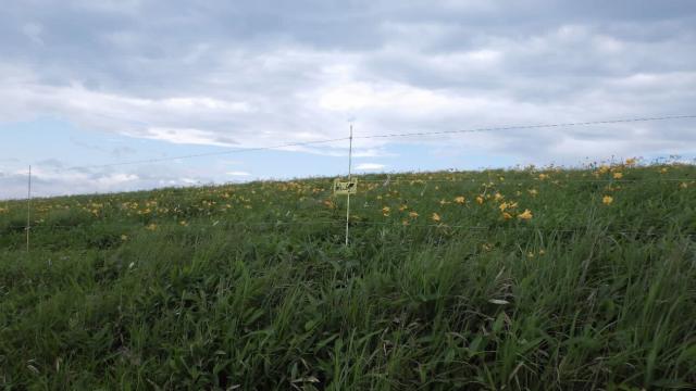 図1 霧ヶ峰に設置させている防鹿柵の写真
