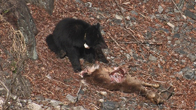 図3 ツキノワグマがシカを食べている様子の写真