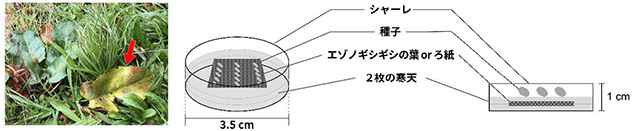 図2 エゾノギシギシの発芽が同種の葉の存在によって促進するのかを調べる様子