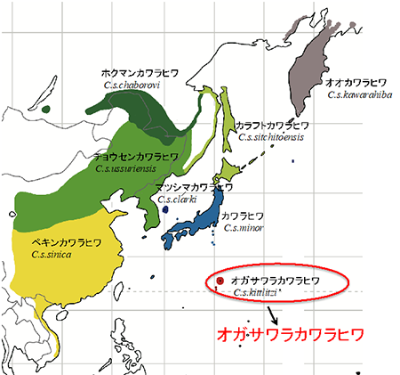 図1. 東アジアを中心に分布するカワラヒワの繁殖分布域を示す図