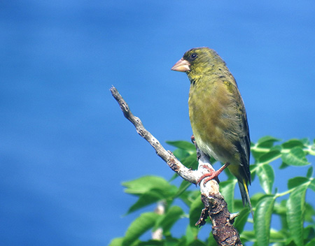 図2. オガサワラカワラヒワ（オス成鳥）の写真