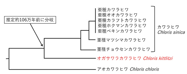 図3. オガサワラカワラヒワとカワラヒワ亜種との系統関係を示す図