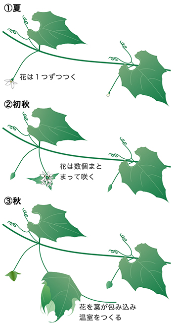 図1. 盛夏に開花しはじめてから秋に実を包むまでの様子を表す図
