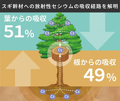 スギ幹材への放射性セシウムの吸収経路を示した図