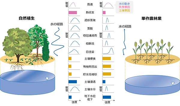 図 自然植生と単作農林業の水の経路の違いの概念図