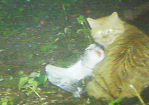 写真c)ノネコによる捕食の様子の写真