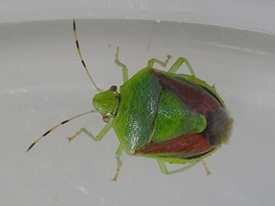 写真1 果樹の主な害虫