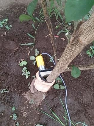 樹高約2mのカボス樹に、振動装置の試作機を設置
