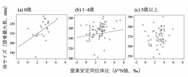 図3 窒素安定同位体比と頭骨最大長（体のサイズの指標）の関係を示すグラフ
