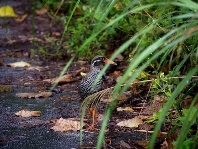 ヤンバルクイナの写真