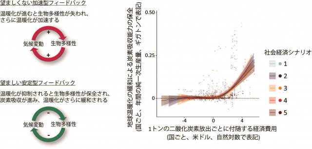 生物多様性の保全による温暖化の抑制がもたらす経済的な効果を示す図