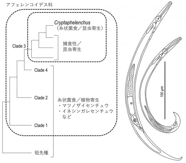 Cryptaphelenchus属の系統的位置づけと、C.abietisの雌雄成虫の図