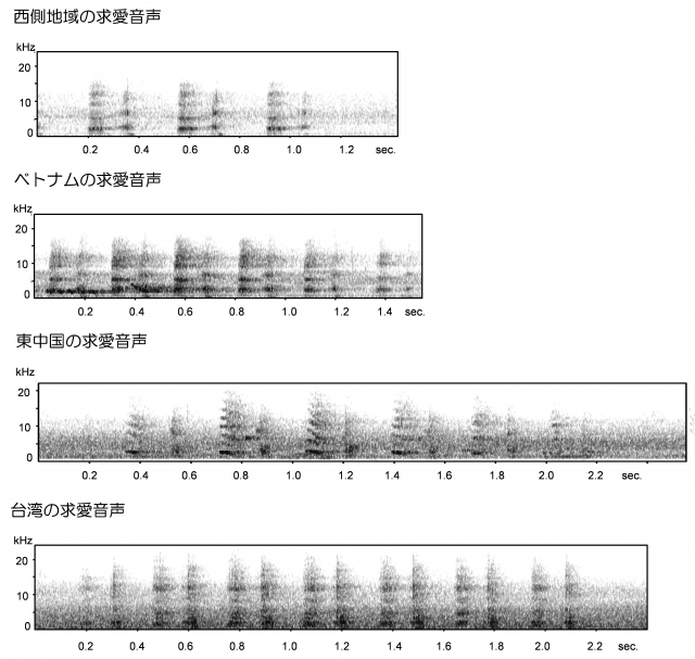 各調査地におけるクリハラリスの求愛音声の違いを示すソナグラム