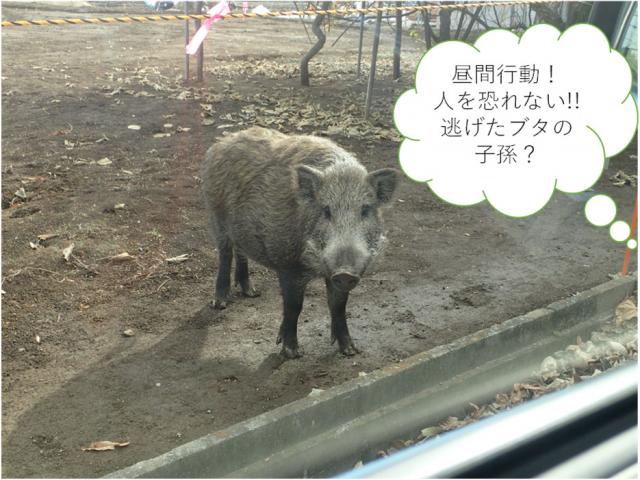 帰還困難区域で撮影したイノシシ