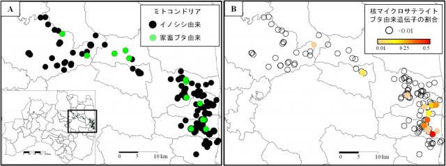 ブタ由来の遺伝子の割合を示した図