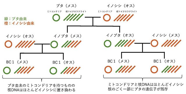 核の遺伝子がイノシシに置き換えられていく様子を示した図
