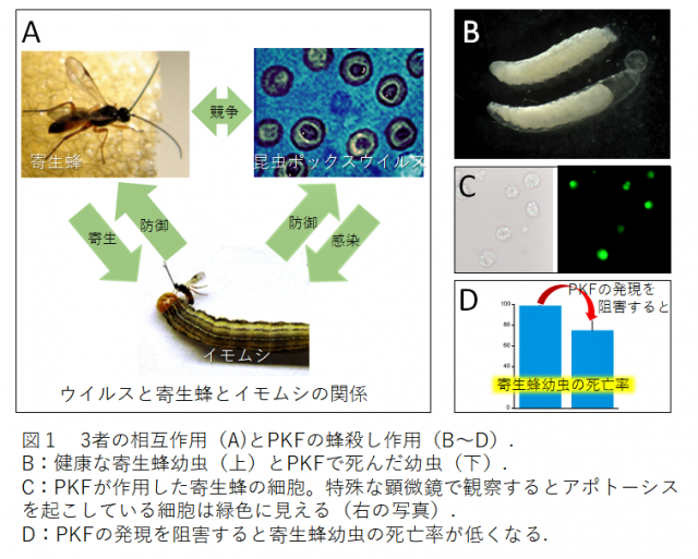 ウイルスと寄生蜂とイモムシの相互作用を示した図