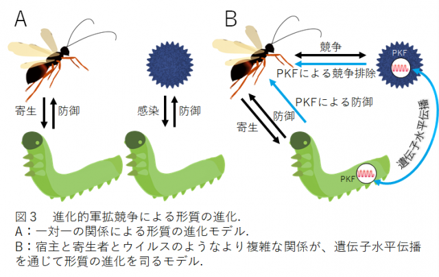 進化的軍拡競争による形質の進化を示した図