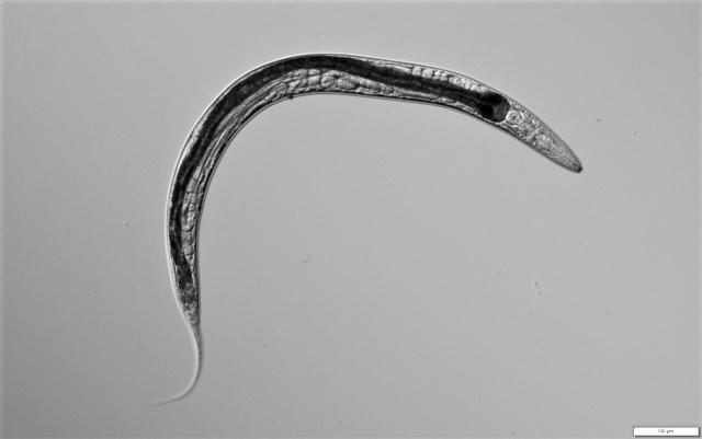 米国カリフォルニア州のモノ湖から発見した線虫