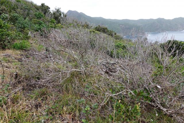図1.小笠原固有樹種シマイスノキが枯死した様子