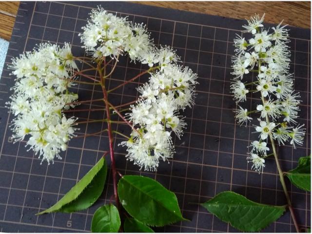 図1 総状花序と複総状花序の違いがわかる写真