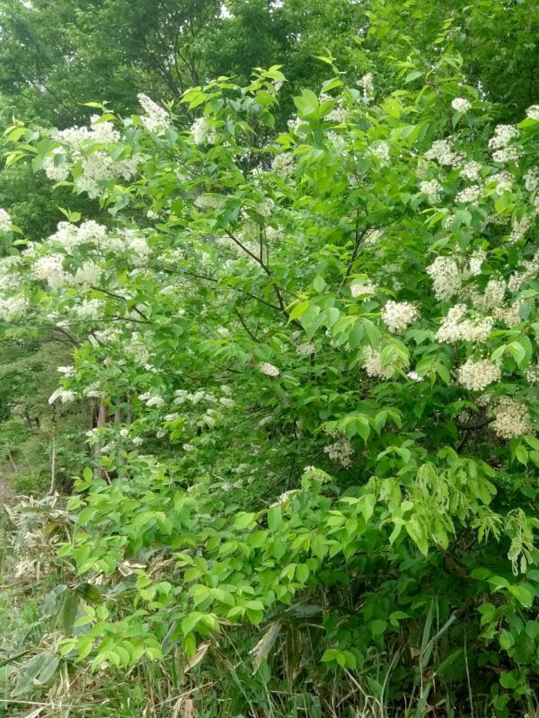 図2 見栄えのするフサザキウワミズザクラの写真