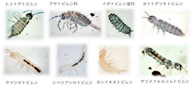 表層よりも深い腐植層に住む土壌性の種の顕微鏡写真