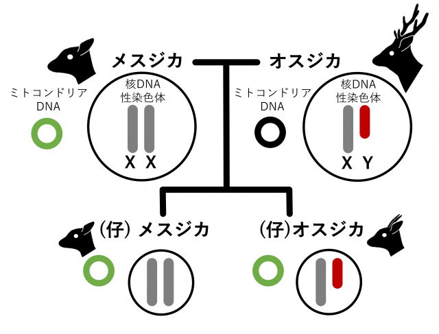 図3.遺伝様式の概念図