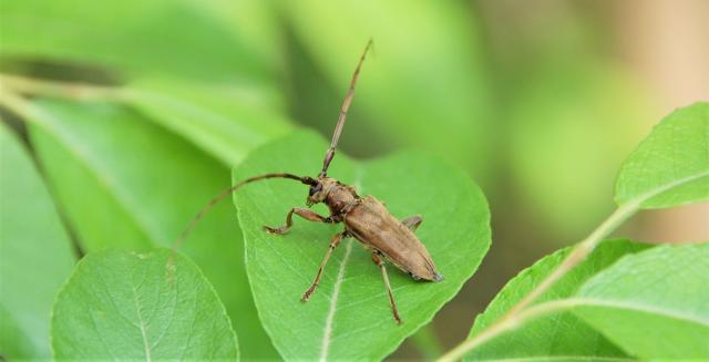森林性昆虫で知られているビロウドカミキリ