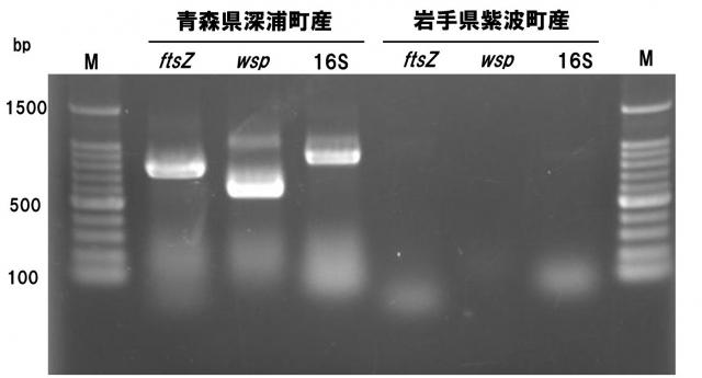 地域によってボルバキアに感染している個体群と感染していない個体群があることを示した図