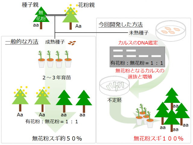 左、一般的な無花粉スギ実生苗生産の方法。右、今回開発した無花粉スギを普及するために工程を効率化した図