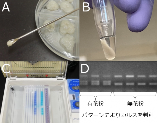 A：無花粉スギになるカルス、B：DNA抽出試薬の中に入れて煮沸、C：電気泳動で分析、D：カルス判別の4つの画像