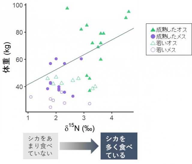 図4. 成熟したクマ（5歳以上）が、夏には、体重と食物に占めるシカの割合に関連が認められたことを示すグラフ