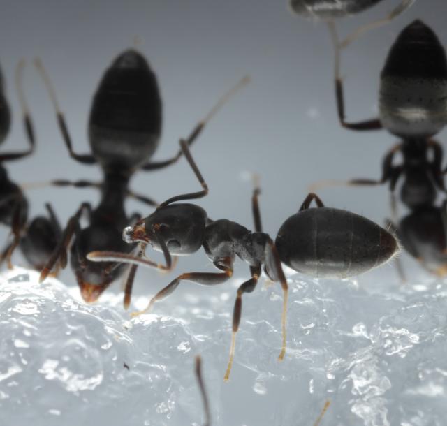 内部の液体を保持する力が強いハイドロジェルと水分含量の多い餌を好むアシジロヒラフシアリ