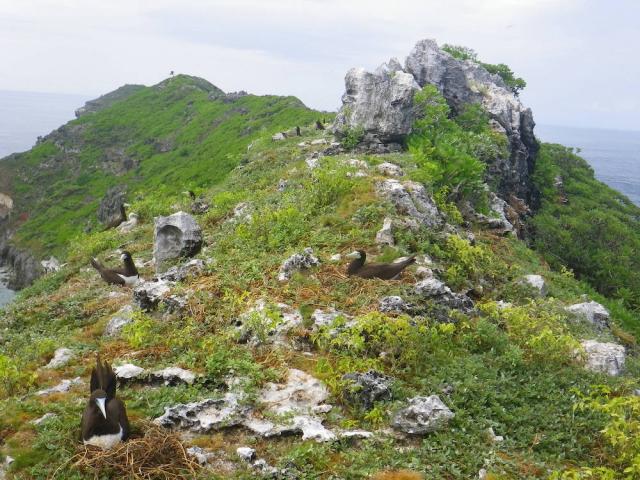 図1.南島で増加しているカツオドリの写真