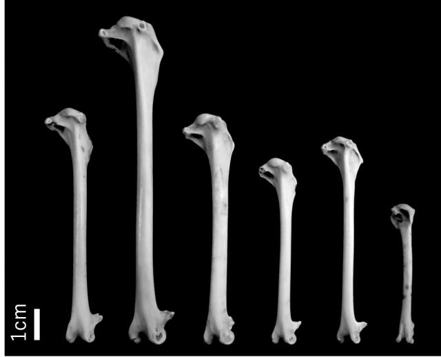 図2.種の判別が可能な海鳥の骨の一部の写真