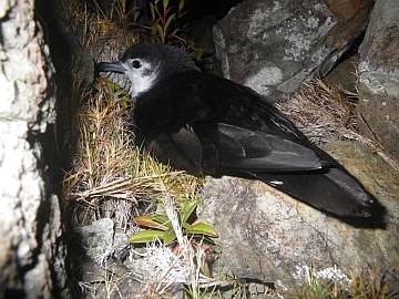 図3.左、オガサワラヒメミズナギドリの写真