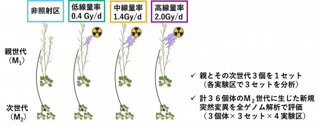 モデル植物のシロイヌナズナ親世代と次世代の画像