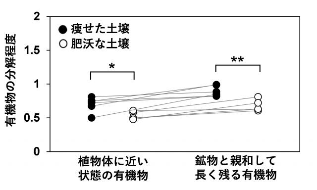 図4.痩せた土壌では肥沃な土壌と比べて有機物の分解が進んでいることを示したグラフ