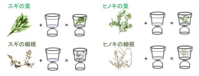図1.スギとヒノキの葉と細根をカラムに詰めている様子