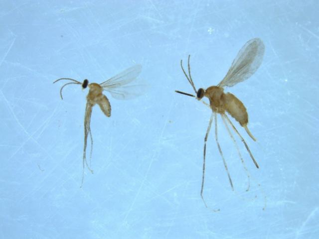 大発生したスダジイタマバエ（左、オス、右、メス）成虫の写真