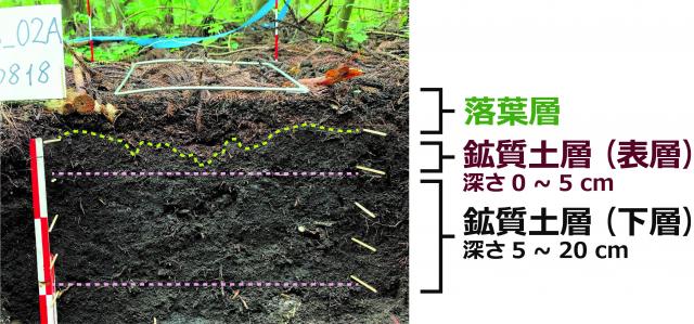 落葉層、深さ0～5cmの鉱質土層（表層）、深さ5～20cmの鉱質土層（下層）の断面写真