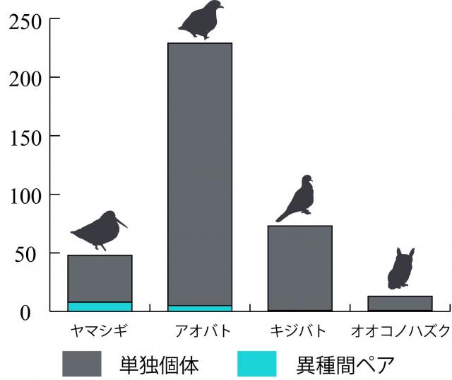 ヤマギシ、アオバト、キジバト、オオコノハズクの単独個体数と異種間ペア数を示すグラフ